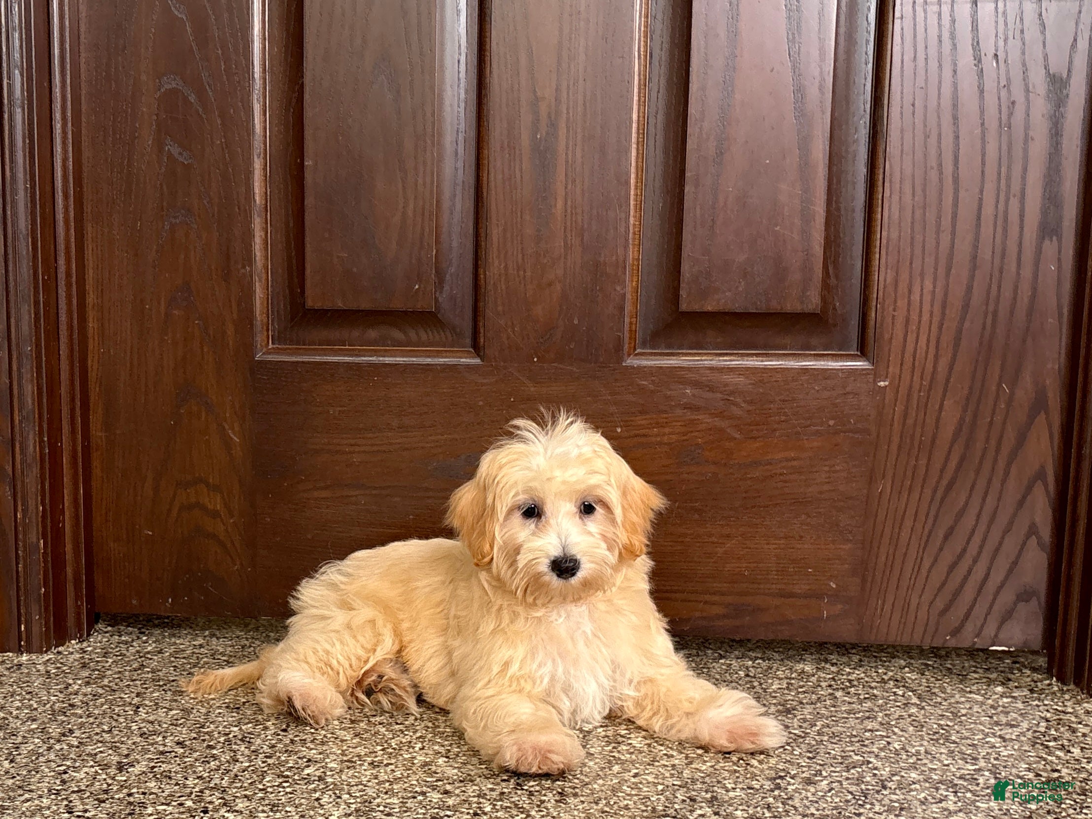 Maltipoo dogs Jordan - Ad 1