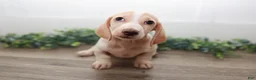 Miniature Dachshund dogs for sale: Mater - Ad 12
