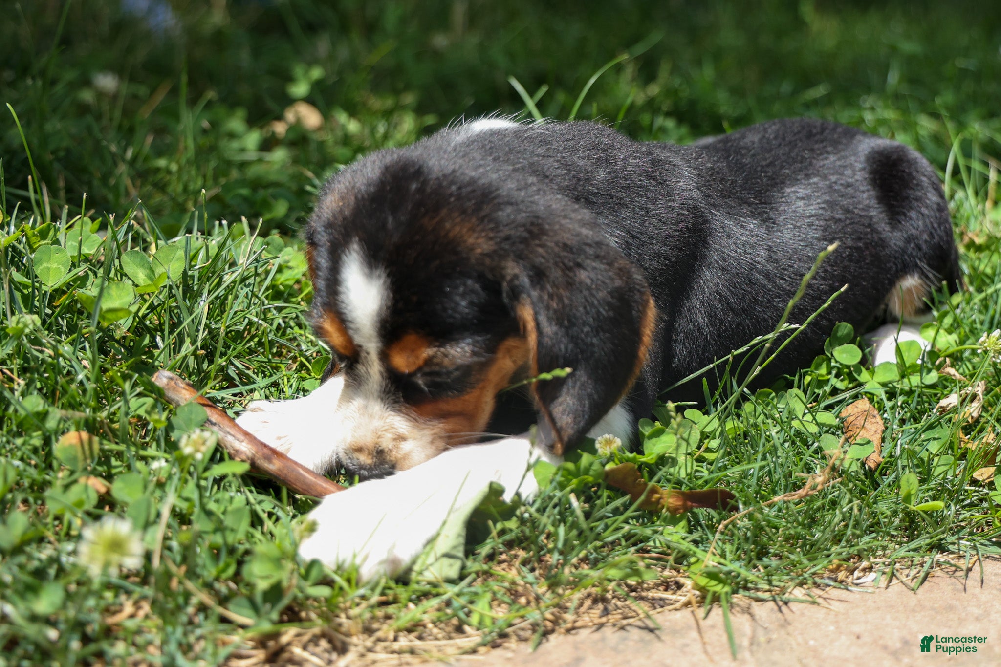 Beagle dogs 💕Millie Mae 🐶 - Ad 2