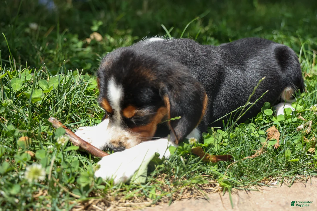 Beagle dogs for sale: 💕Millie Mae 🐶 - Ad 2