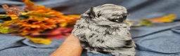 Maltipoo dogs for sale: Jinx - Ad 3