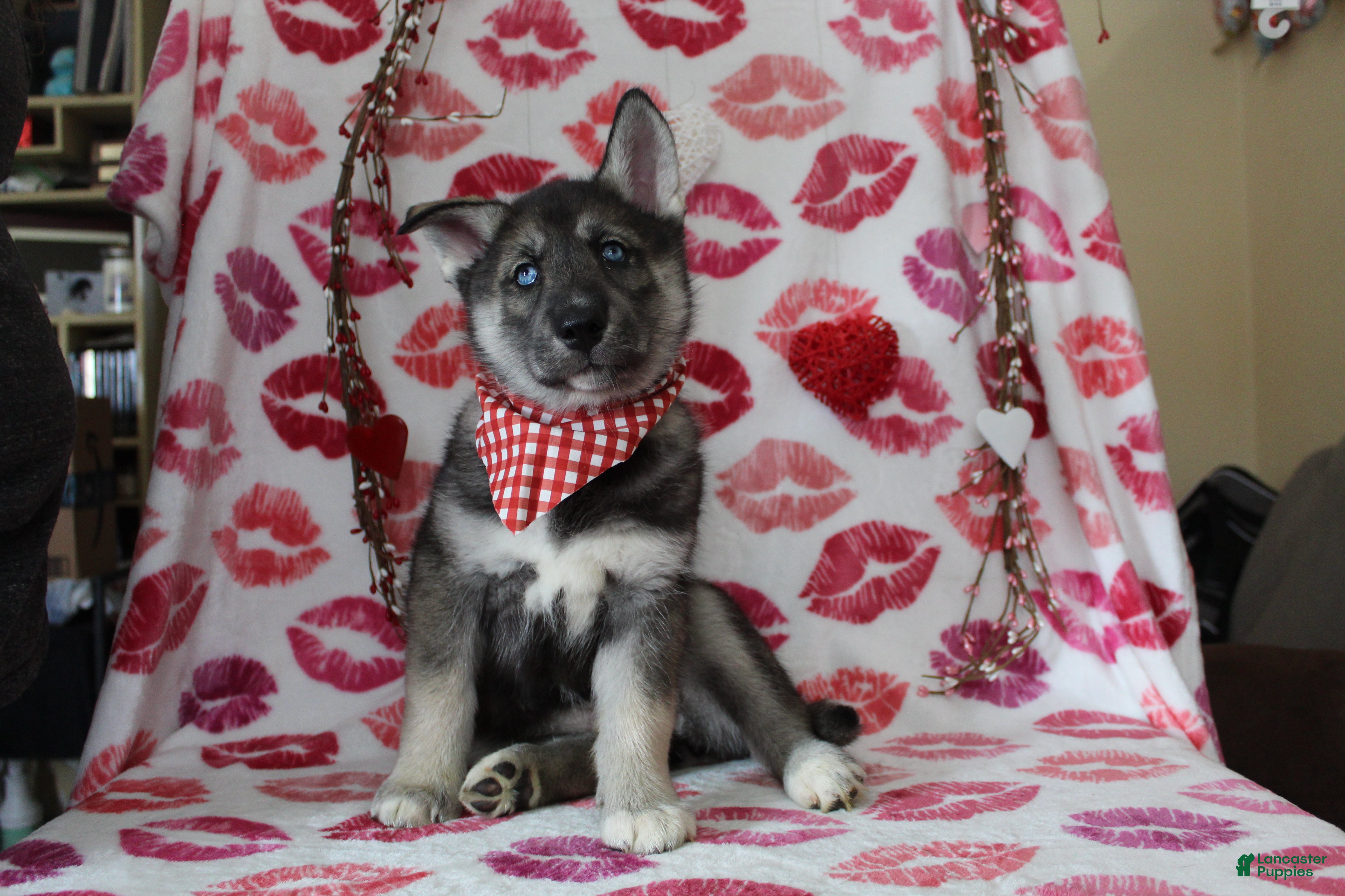 Gerberian Shepsky dogs 6 Red - Ad 8