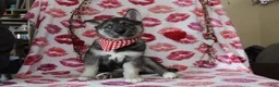 Gerberian Shepsky dogs for sale: 6 Red - Ad 2