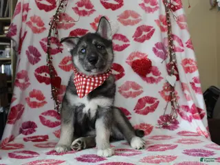 Gerberian Shepsky dogs 6 Red - Ad 8