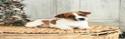 Jack Russell Terrier dogs for sale: Snowflake - Ad 4