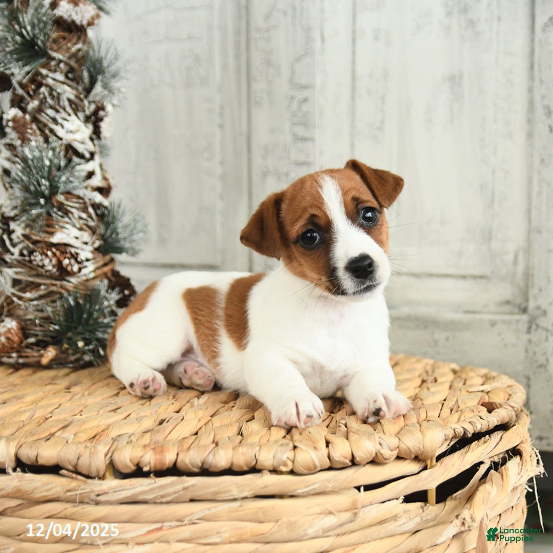 Jack Russell Terrier dogs for sale: Snowflake - Ad 4
