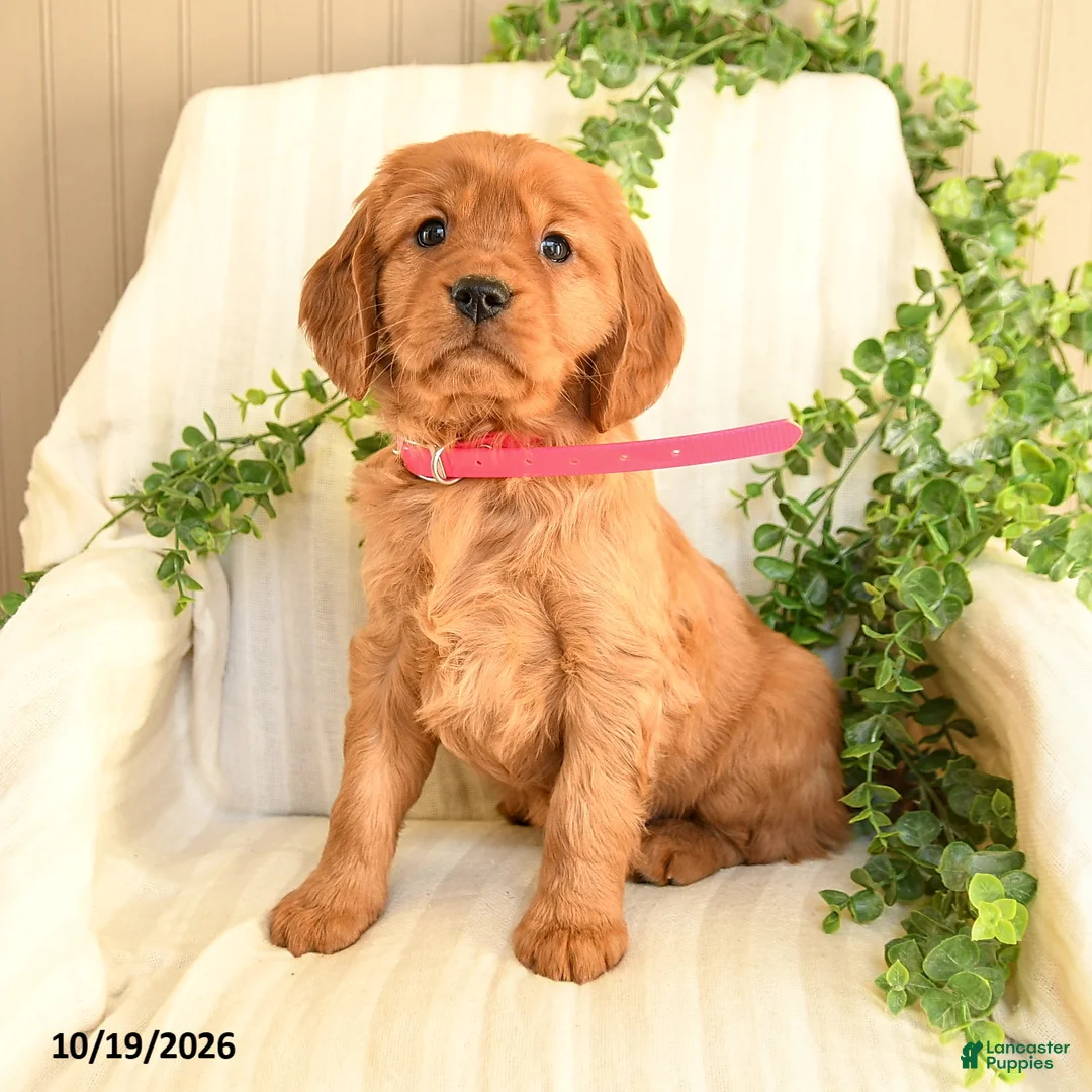 Miniature Golden Retriever dogs for sale: Marcie - Ad 2