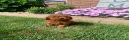 Miniature Poodle dogs for sale: Tiffany - Ad 3