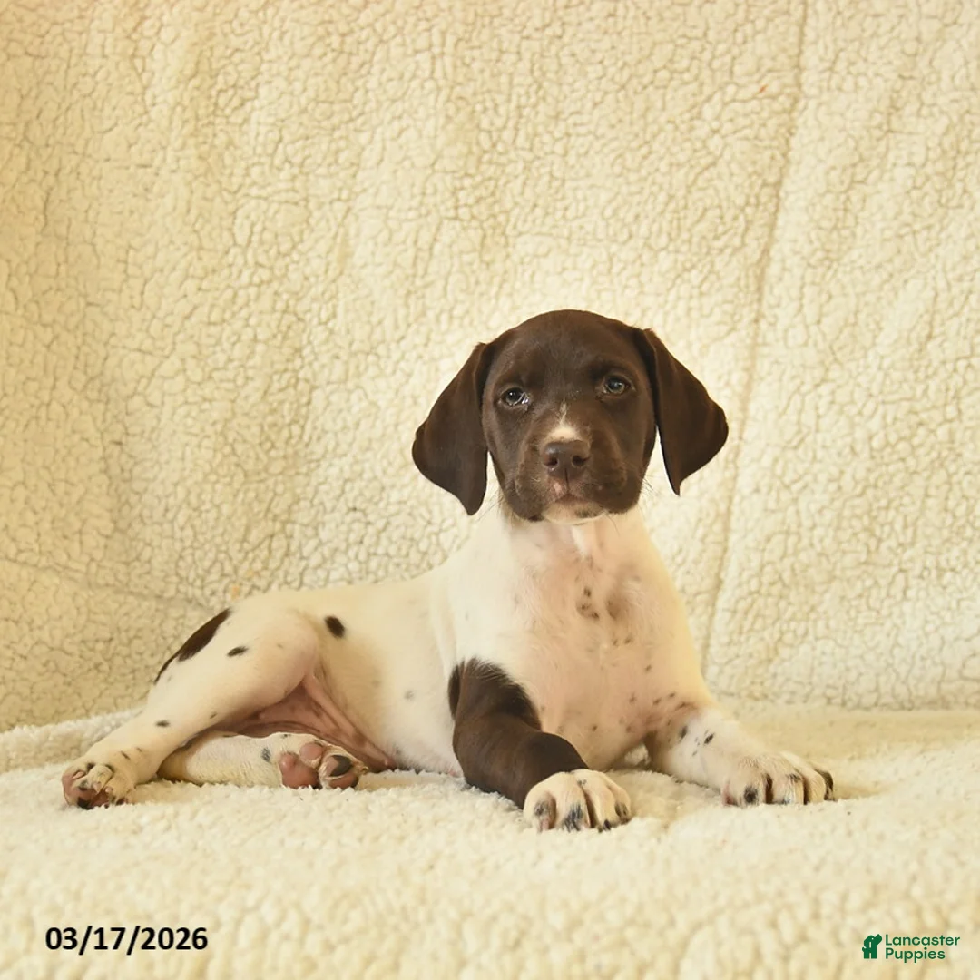 German Shorthaired Pointer dogs for sale: Millie  - Ad 2