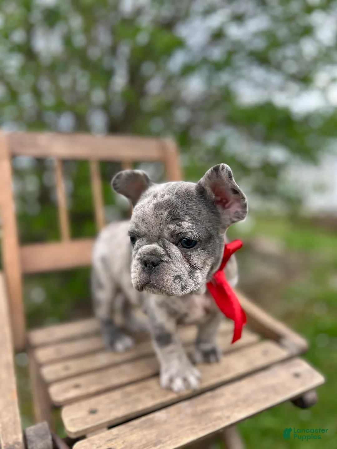 French Bulldog dogs for sale: French Bulldog Puppy 1 - Ad 1