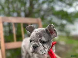 French Bulldog dogs for sale: French Bulldog Puppy 1 - Ad 2