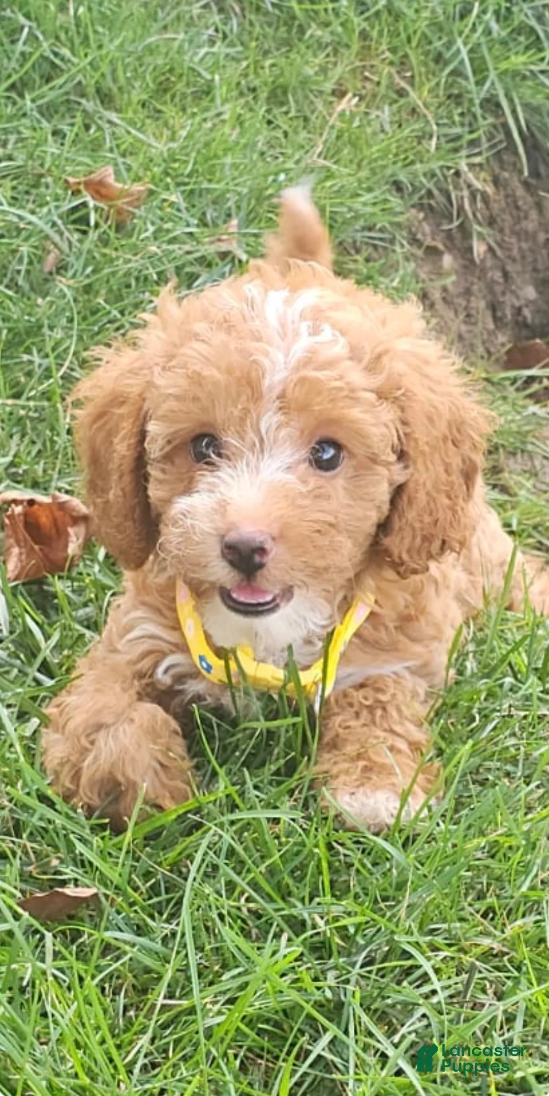 Miniature Poodle dogs for sale: Daisy- Potty and Crate Training/Parents Health Tested - Ad 1