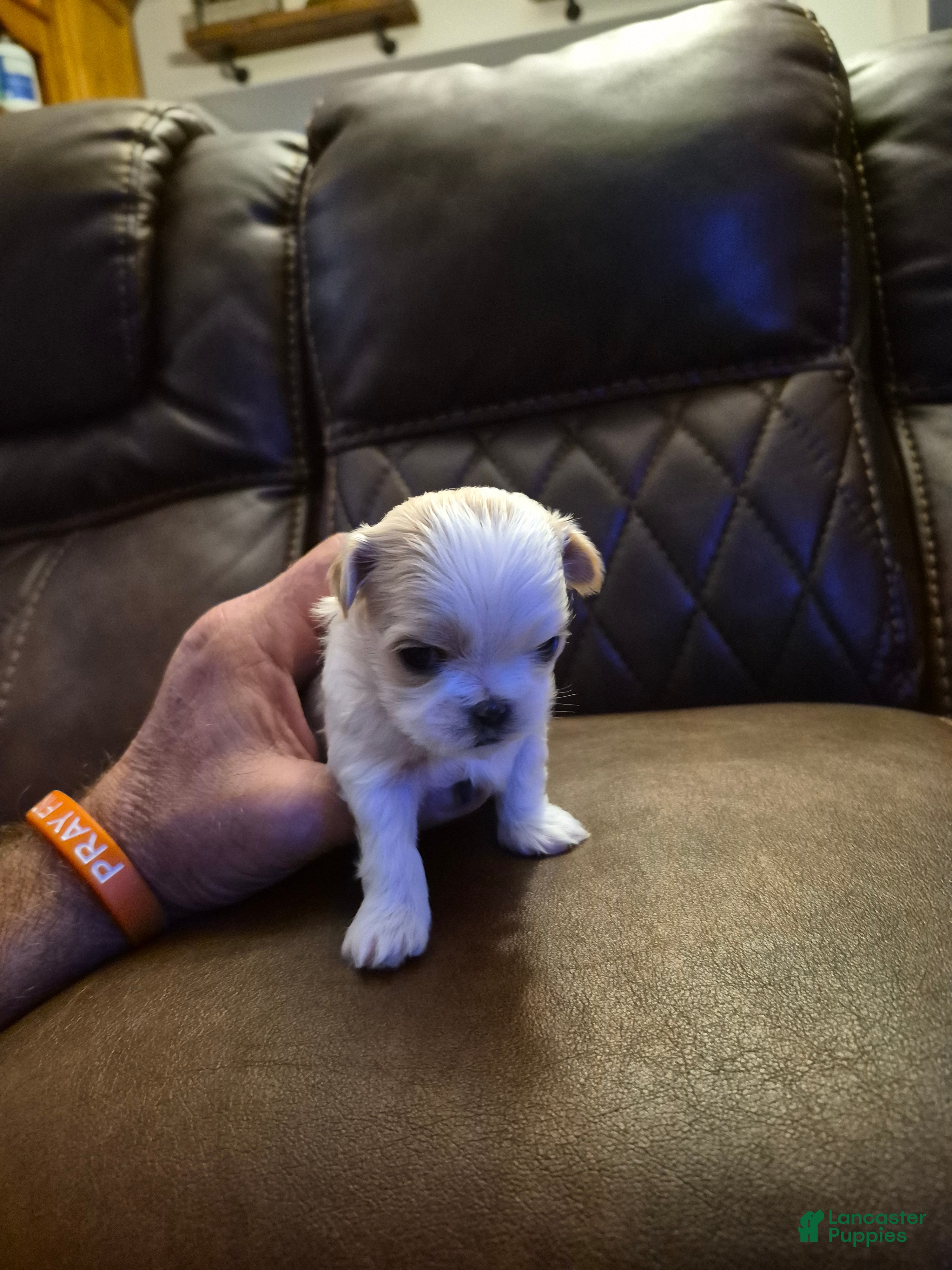 Shih Tzu dogs  3 - Ad 36