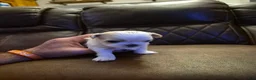 Shih Tzu dogs for sale:  3 - Ad 1