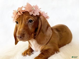 Miniature Dachshund dogs - Ad 5