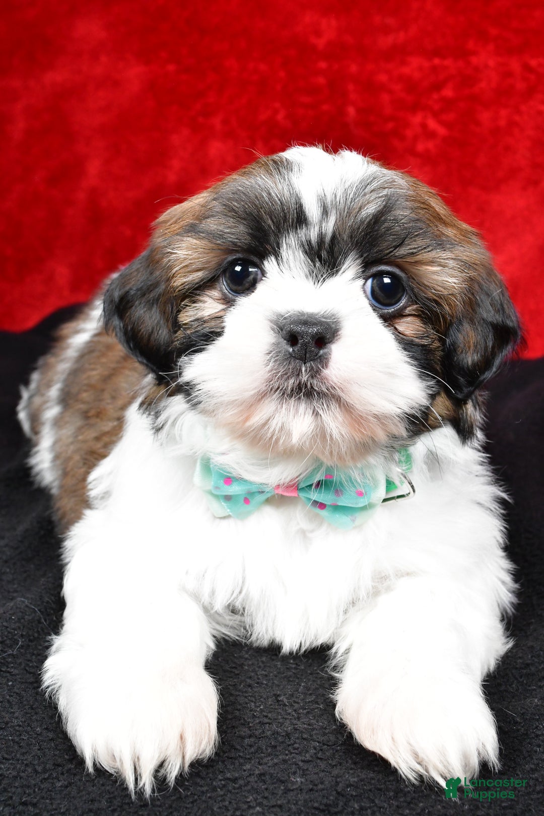Shih Tzu dogs for sale: Vince - Ad 9