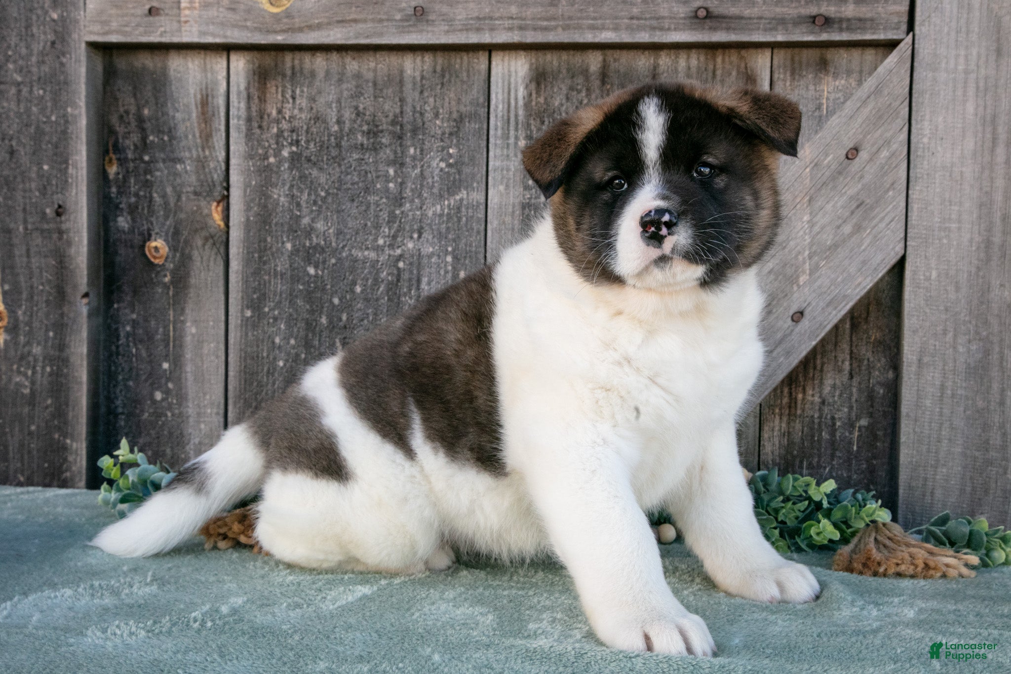 Akita dogs Savanah  - Ad 2