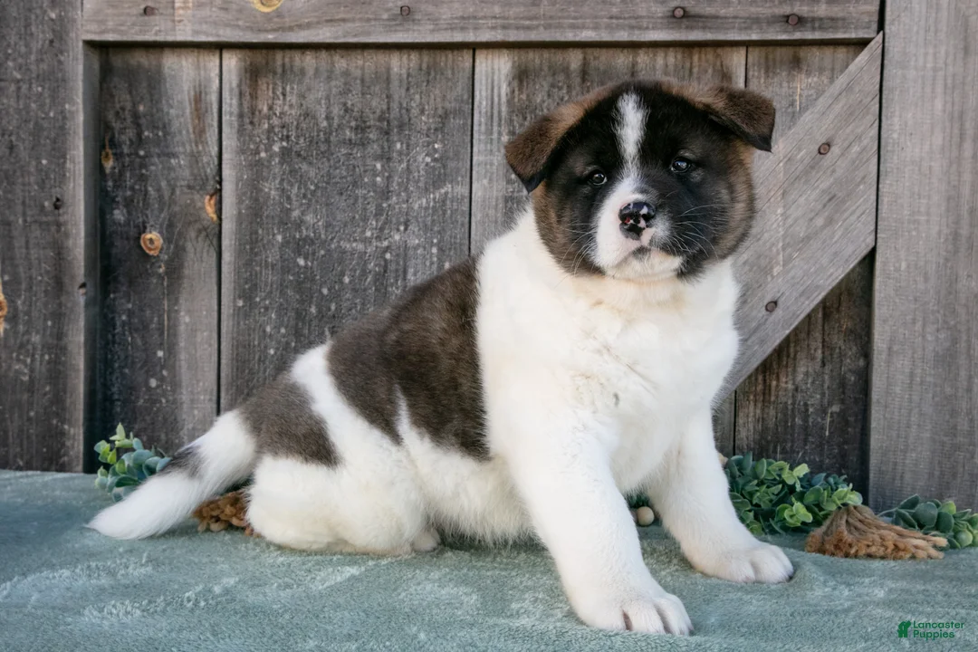 Akita dogs for sale: Savanah  - Ad 2
