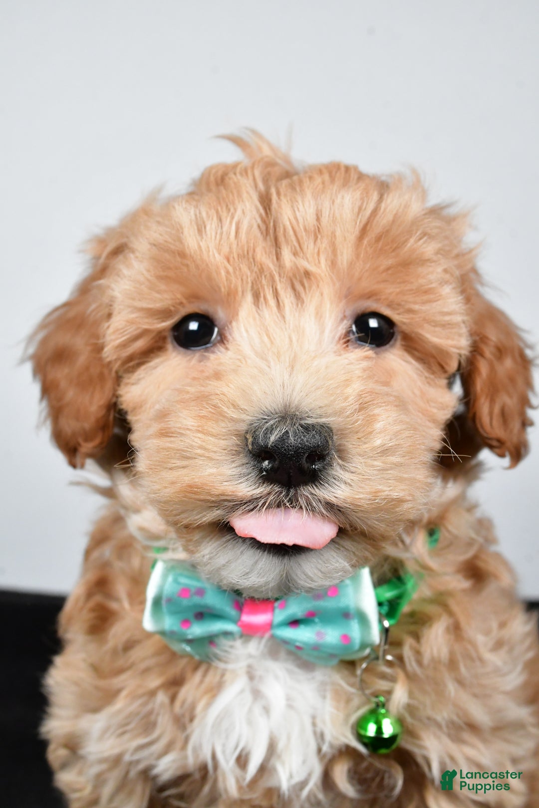 Maltipoo dogs for sale: Skipper - Ad 8