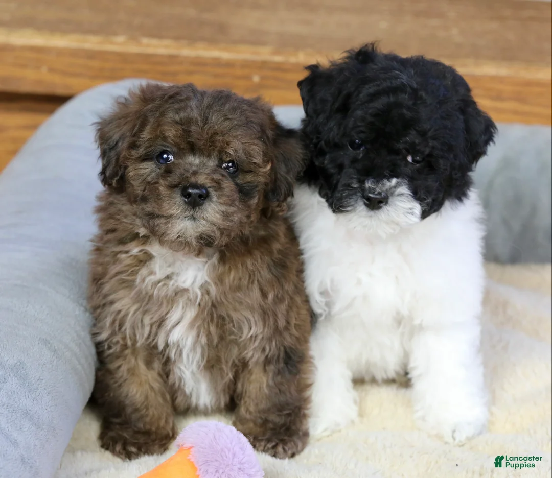Miniature Poodle dogs for sale: Huxlee - Ad 17