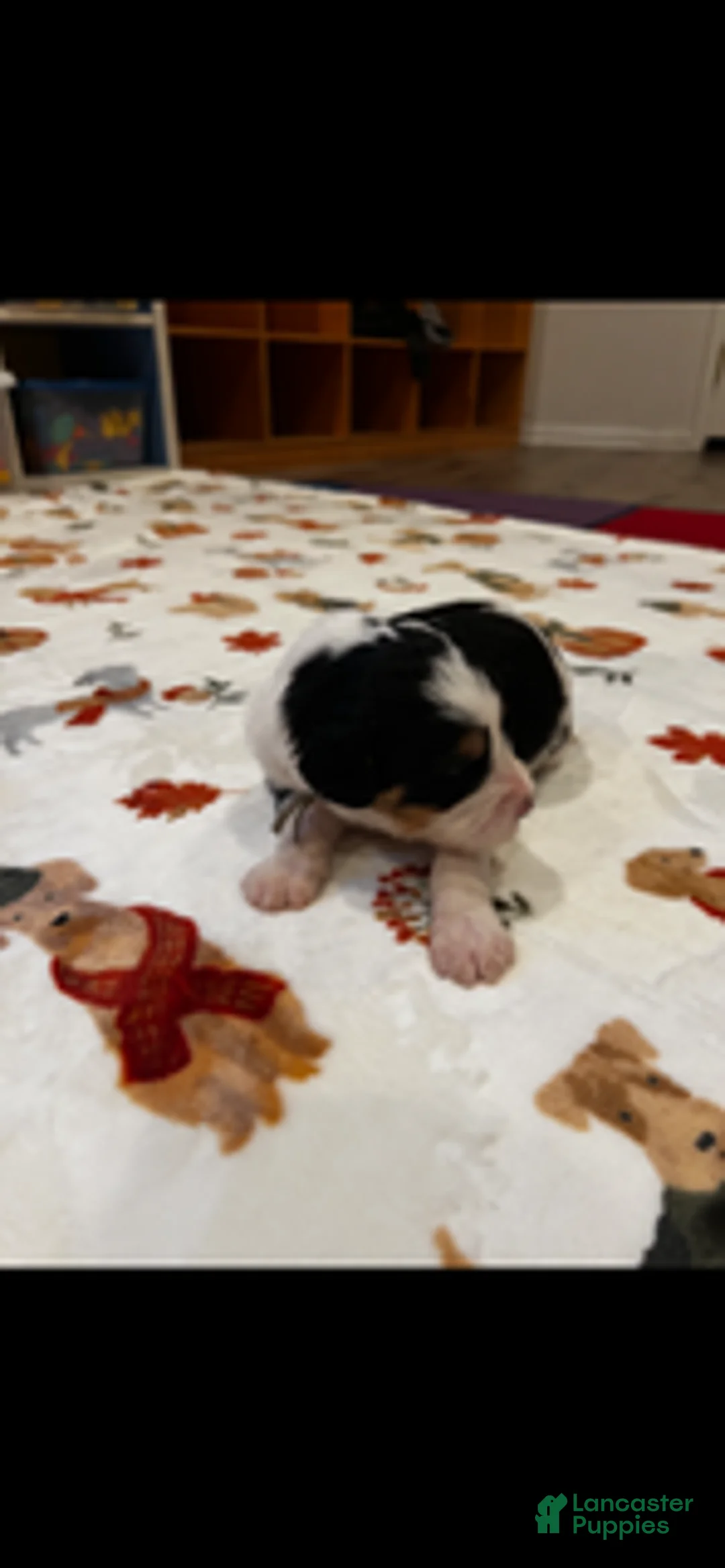 Bernedoodle dogs for sale: Cowboy (Teal Collar) - Ad 1