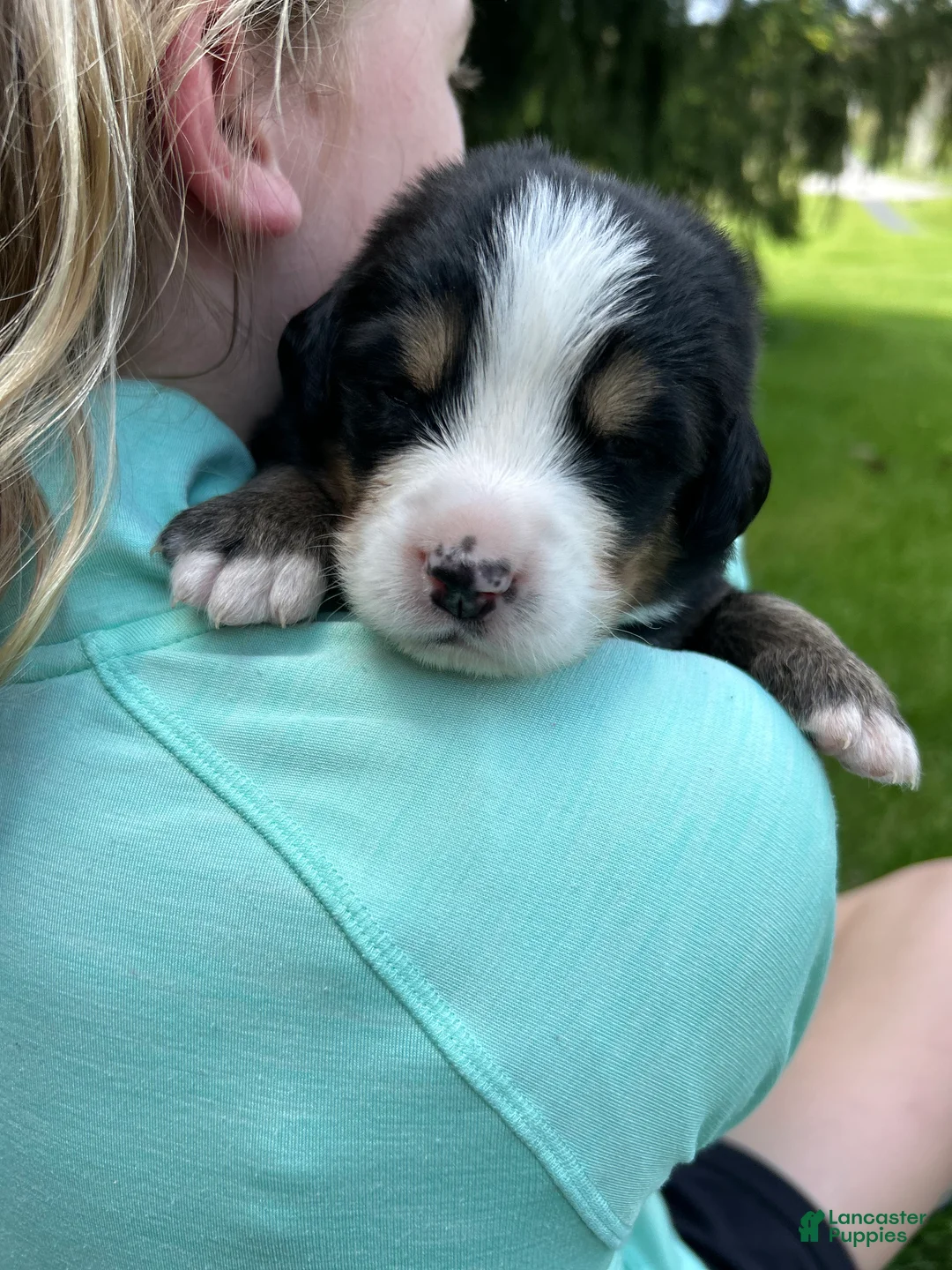 Bernese Mountain Dog dogs for sale: Bernese Mountain Dog -Orange Collar  - Ad 1