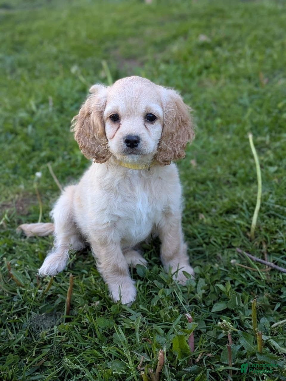 Cockapoo dogs Abby - Ad 1