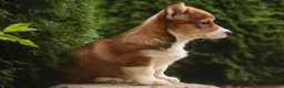 Welsh Corgi Pembroke dogs for sale: Apple Jacks Welsh Corgi Pembroke  - Ad 11