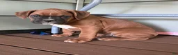 Boxer dogs for sale: Oakes - Ad 8