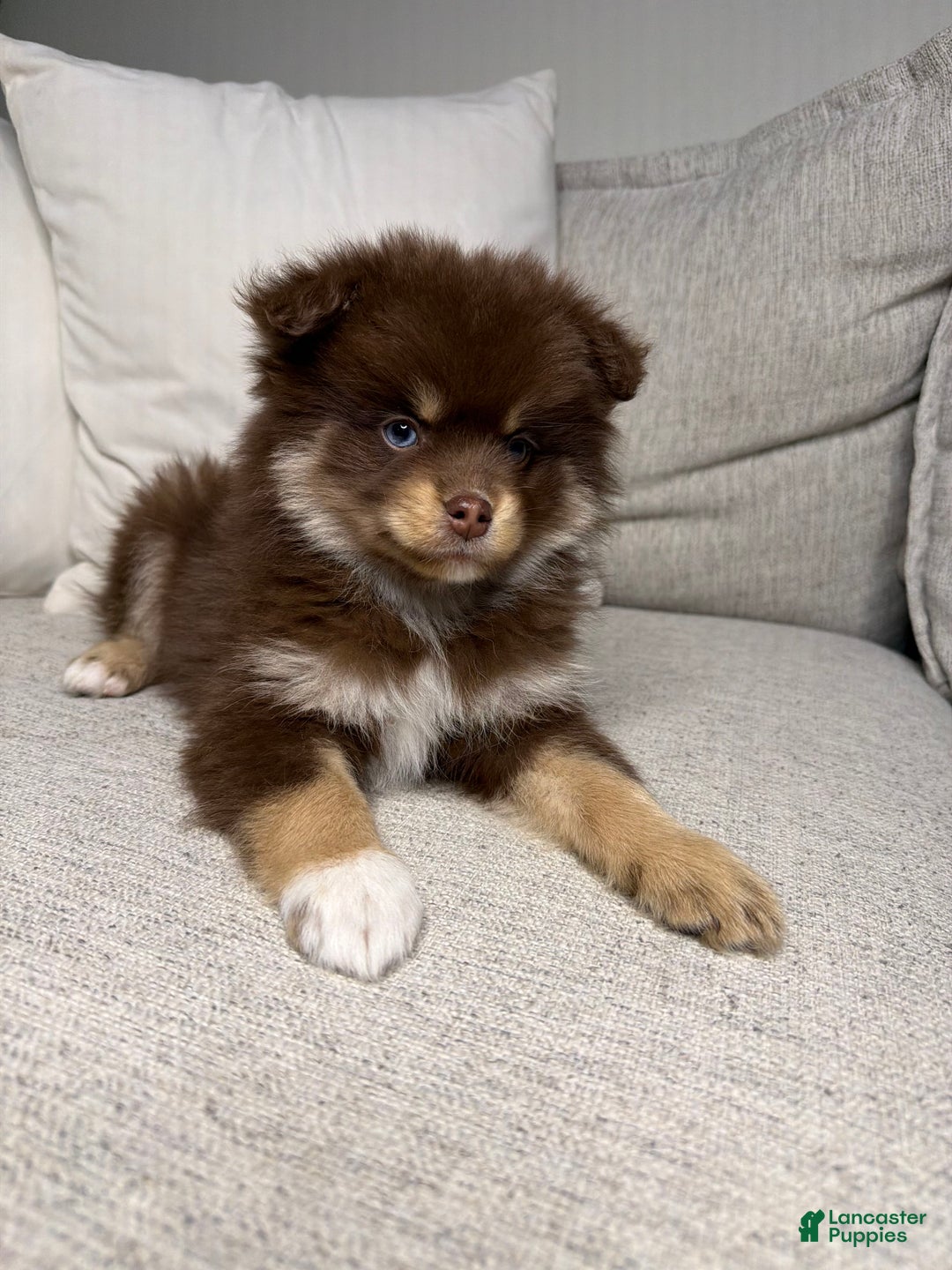 Pomsky dogs for sale: Teddy - Ad 11
