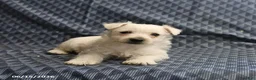 West Highland Terrier dogs for sale: Dianne - Ad 2
