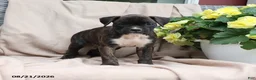 Boxer dogs for sale: Stella - Ad 11