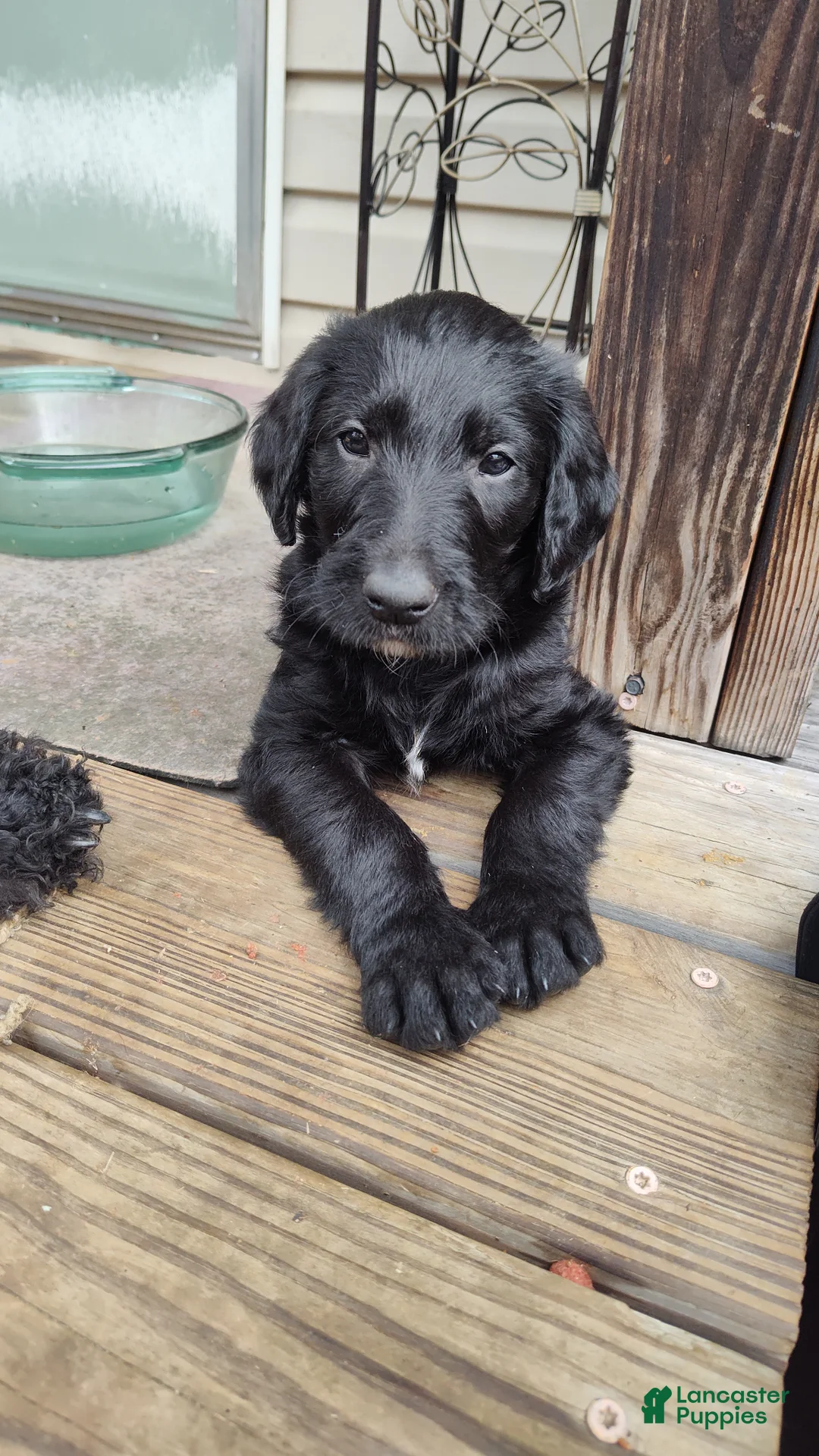 Labradoodle dogs for sale: Labradoodle Puppy 3 - Ad 1