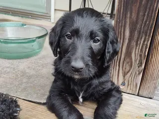 Labradoodle dogs Labradoodle Puppy 3 - Ad 2