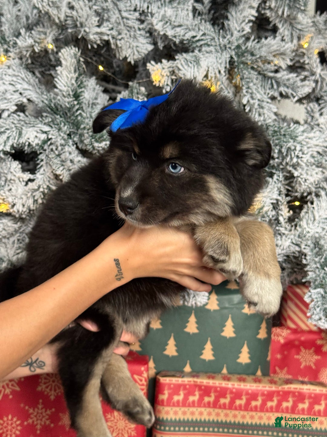 Pomsky dogs for sale: Cindy Lou Who - Ad 3
