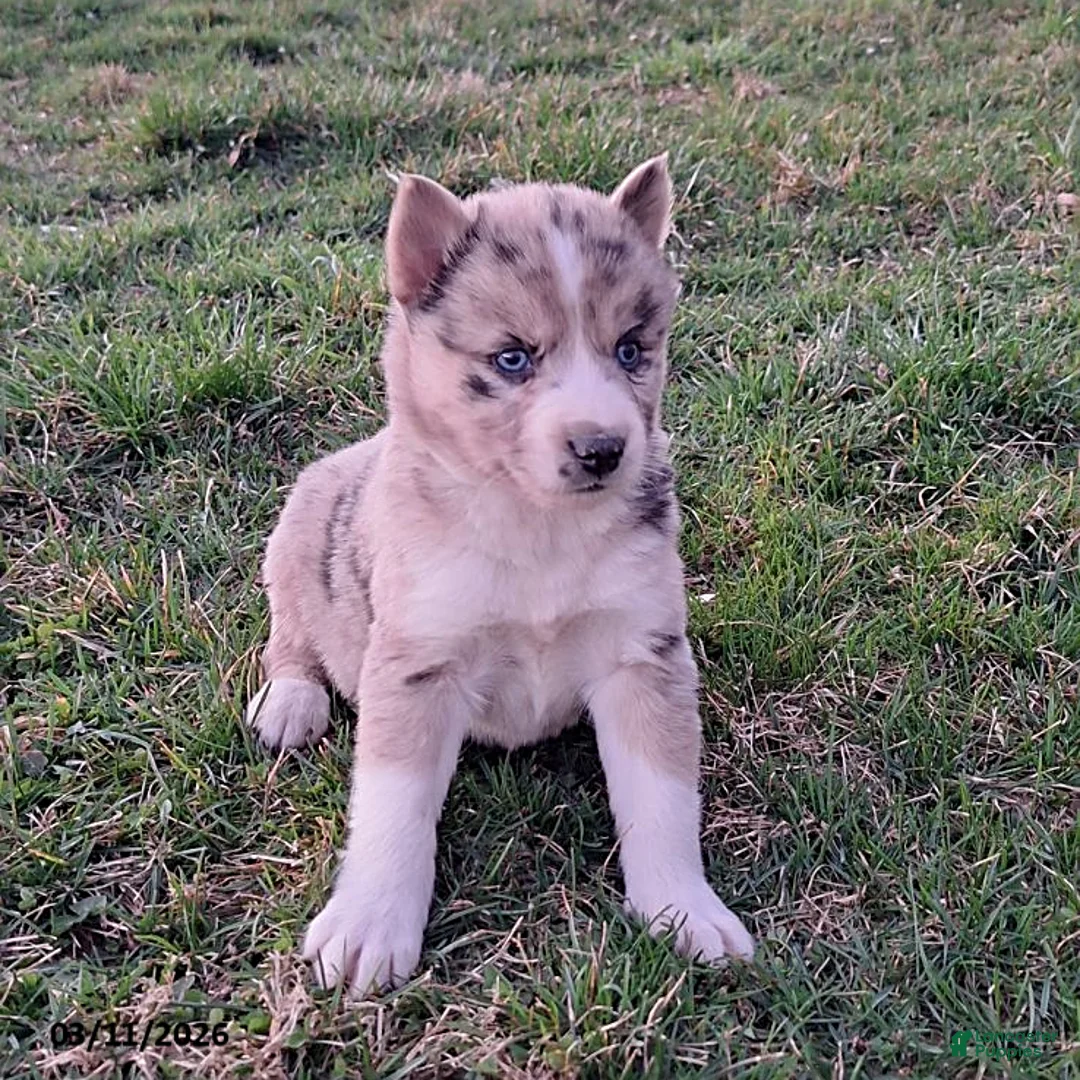 Gerberian Shepsky dogs for sale: Sabrina - Ad 1