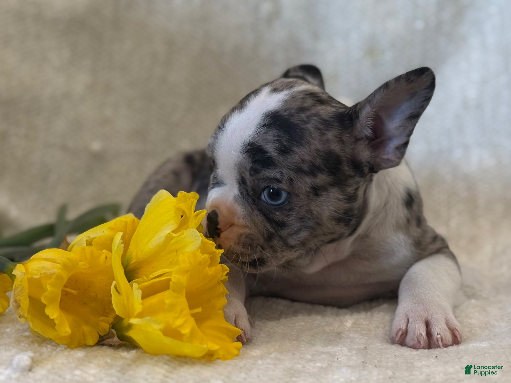 Frenchton dogs Carly - Ad 2