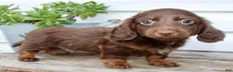Miniature Dachshund dogs for sale: Carter Male AKC Mini Dachshund - Ad 5