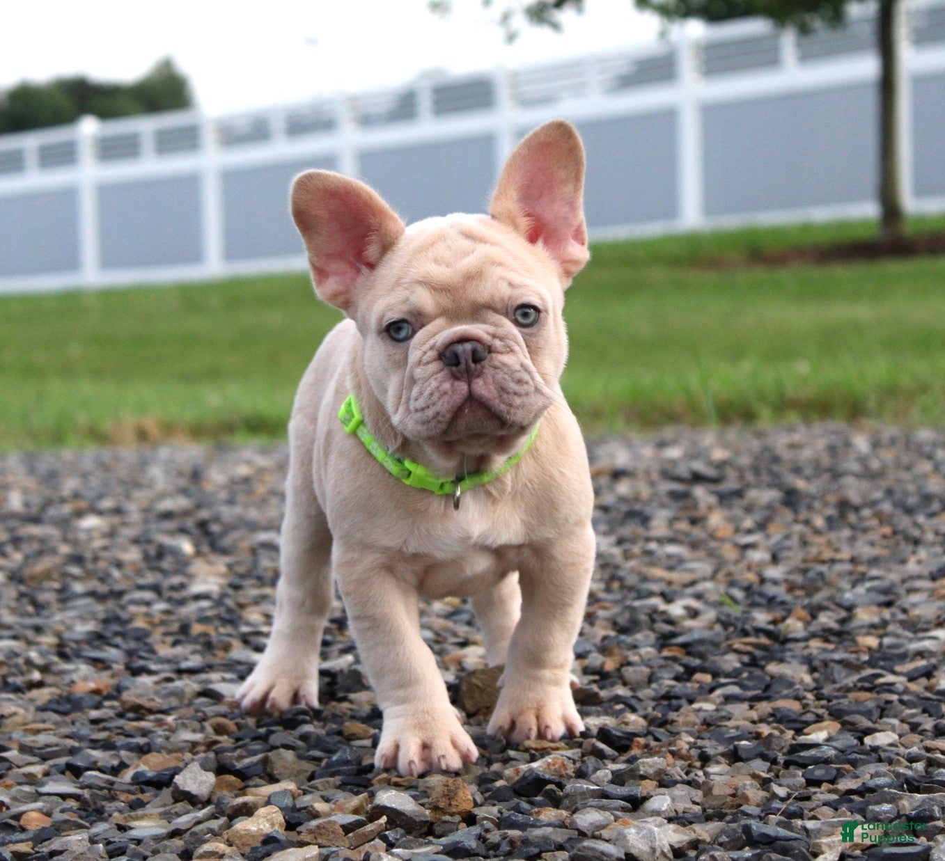 French Bulldog dogs Mack - Ad 2