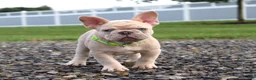 French Bulldog dogs for sale: Mack - Ad 2