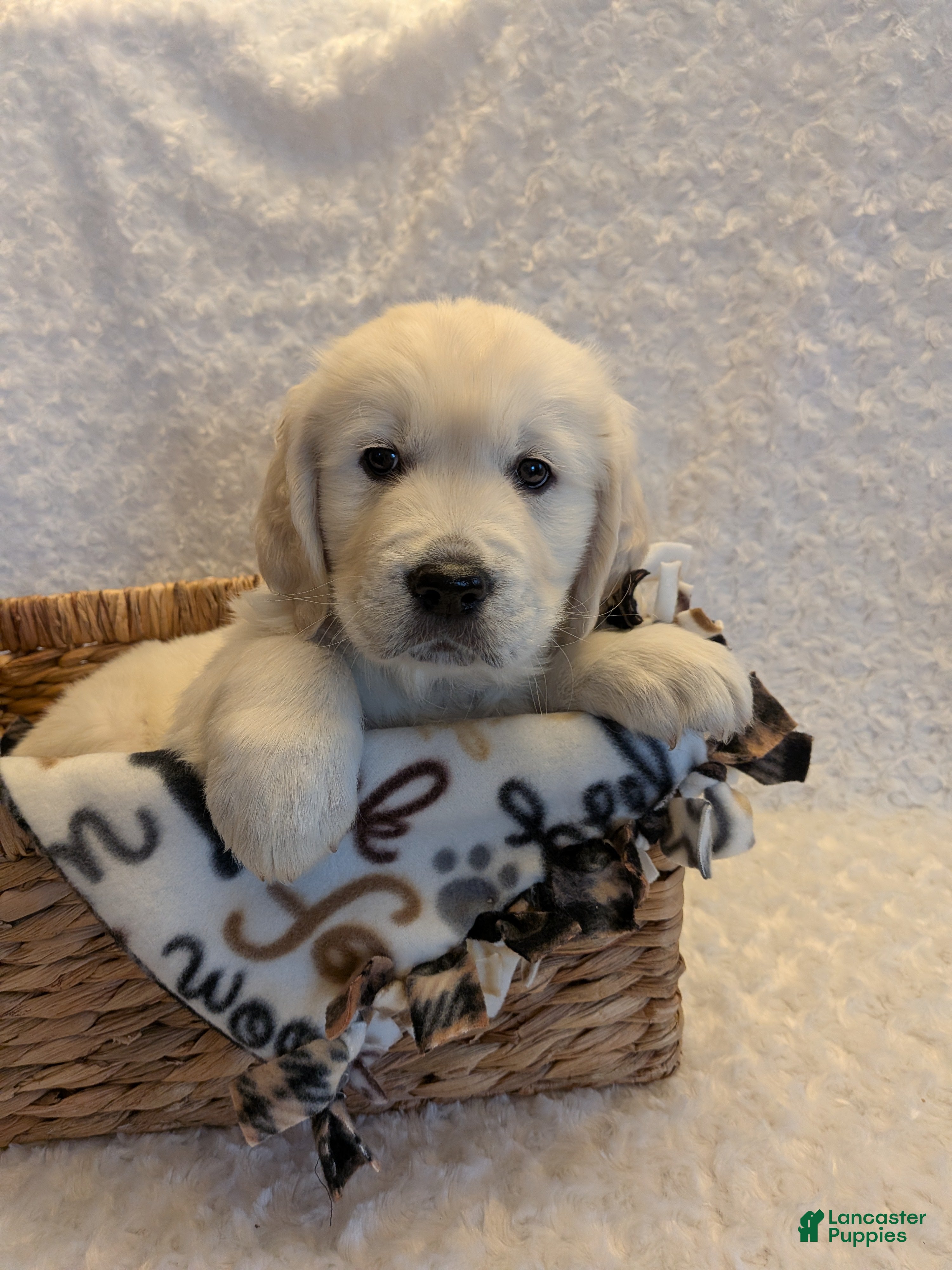 Golden Retriever dogs Echo - Ad 3