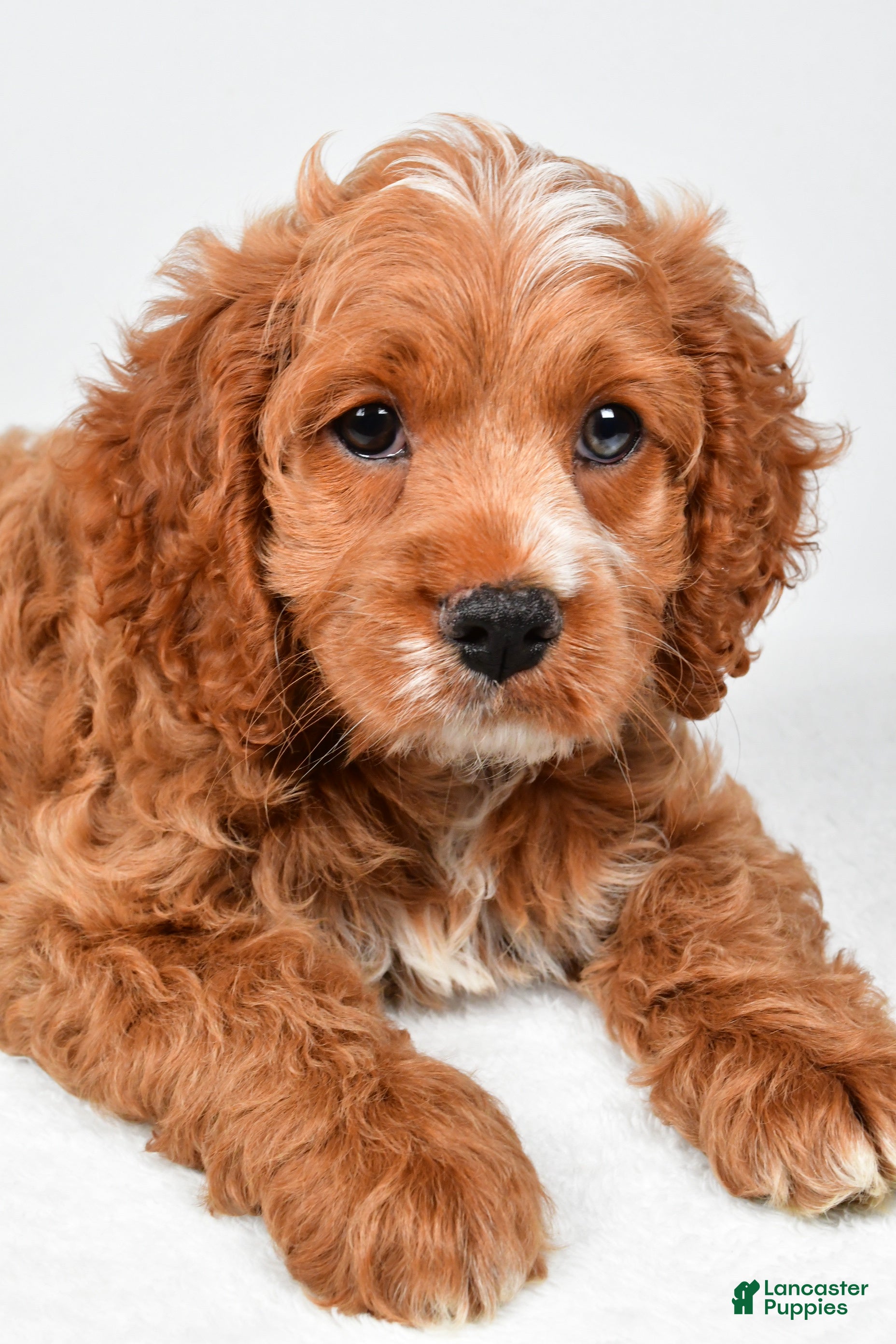 Cockapoo dogs Gracie - Ad 2