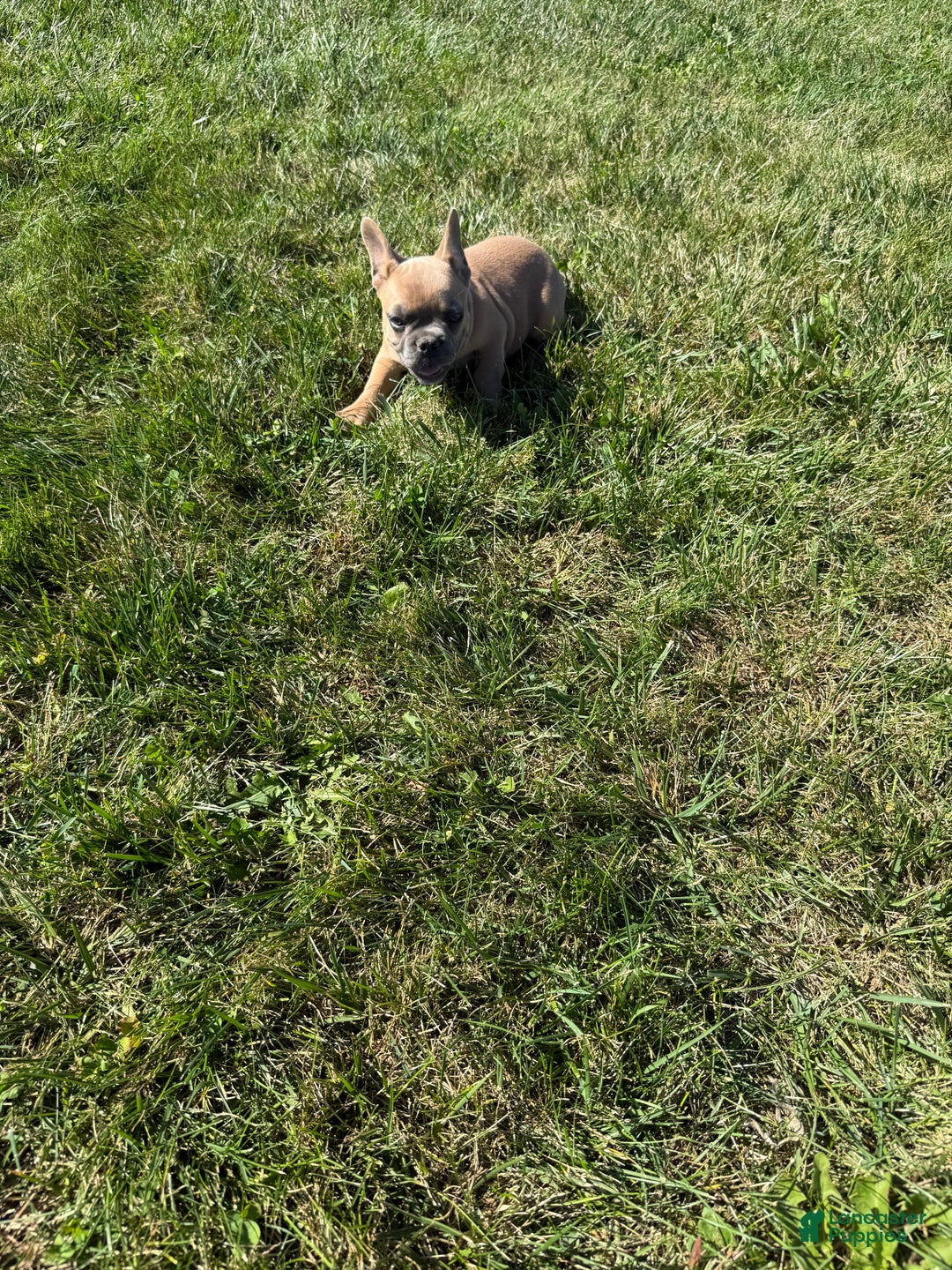 French Bulldog dogs for sale: Susan - Ad 12