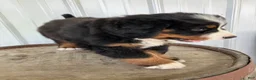 Bernese Mountain Dog dogs for sale: Green collar- Scruffy - Ad 5