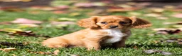 Cavalier King Charles Spaniel dogs for sale: Chipy - Ad 6