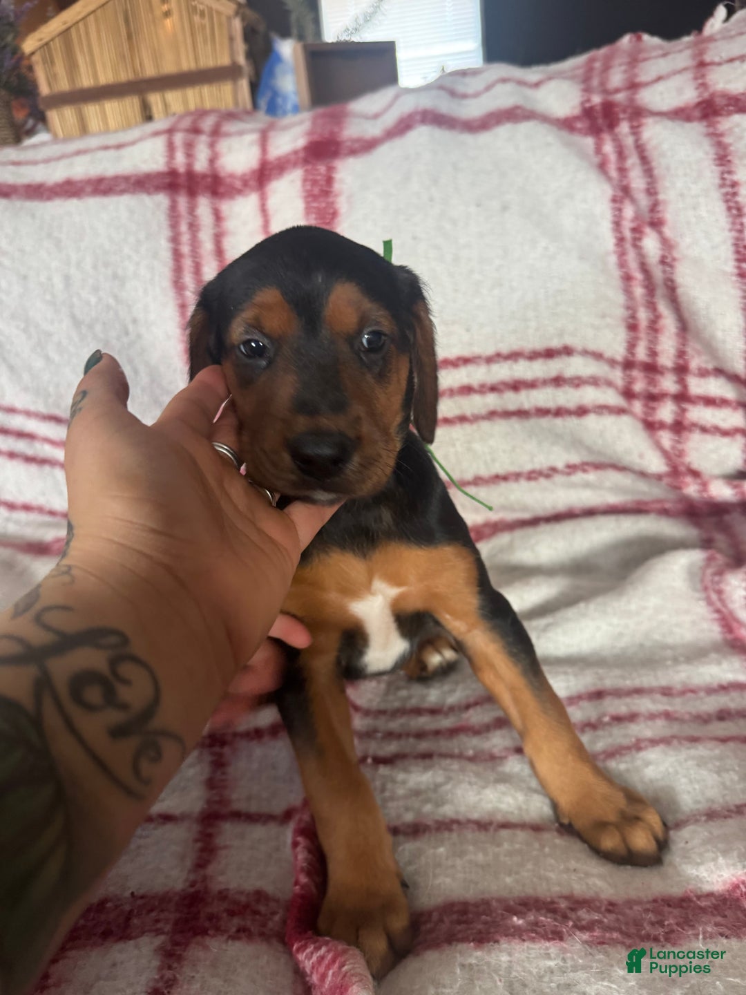 Mixed Breed dogs for sale: Mixed Breed Puppy 4 - Ad 3
