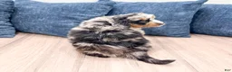 Mini Bernedoodle dogs for sale: Heather - Ad 6