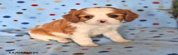 Cavalier King Charles Spaniel dogs for sale: Rusty - Ad 3