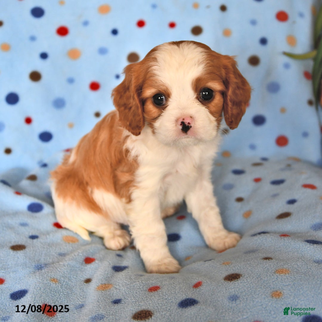 Cavalier King Charles Spaniel dogs for sale: Rusty - Ad 3