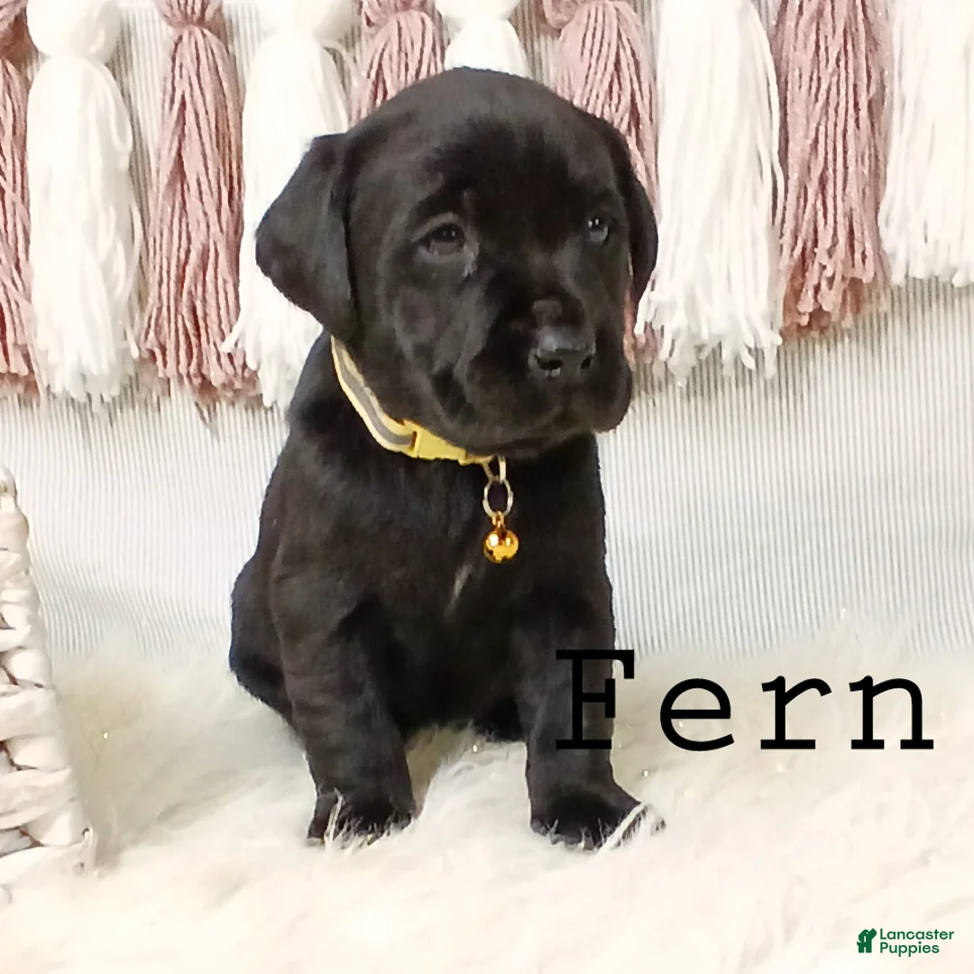 Labrador Retriever dogs for sale: FERN - Ad 5